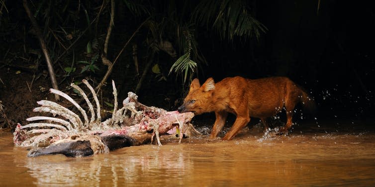 A dhole, or Asian wild dog, tearing at a deer carcass by a river.