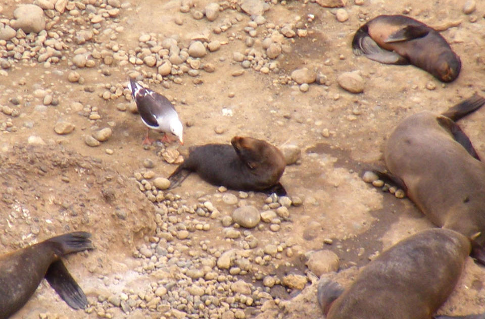 A gull inspects the nether regions of a fur seal, for a snack of poop and parasites. <cite>Felipe Montalva</cite>