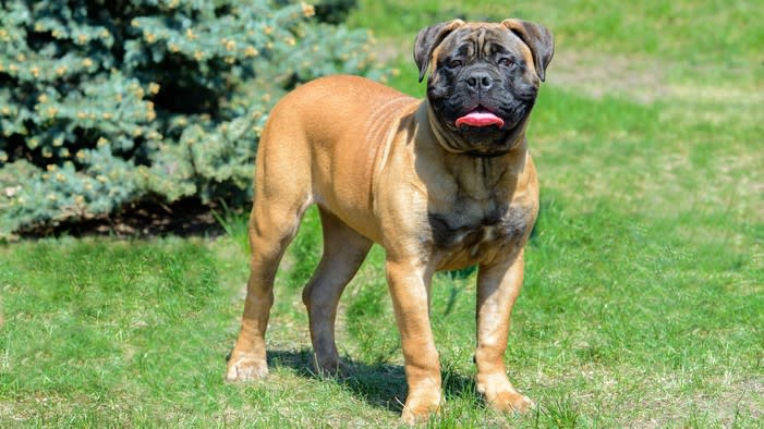 best guard dog breeds