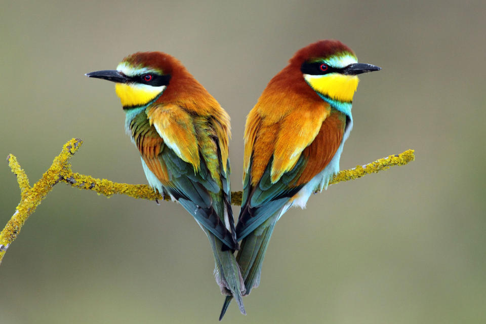 European Bee-Eaters (Merops a, Pair during nesting period in Israel). These extraordinary images, taken by photographers across the globe, show Mother Nature is also celebrating the big day with iconic heart shapes appearing all over the natural world. (PIC BY ILIA SHALAMAEV / CATERS NEWS)