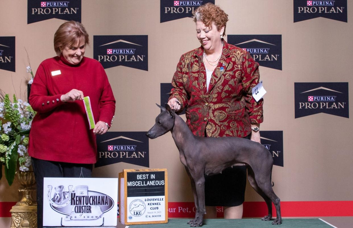 Professional dog handler Bekka Pina poses Grovetown dog Calypso's Castaway, CM2, DCAT – Kitts for short – on the winner's platform at the Kentuckiana Cluster Dog Show in April 2023. Kitts is a Peruvian Inca Orchid, one of the rarest dog breeds in the world.