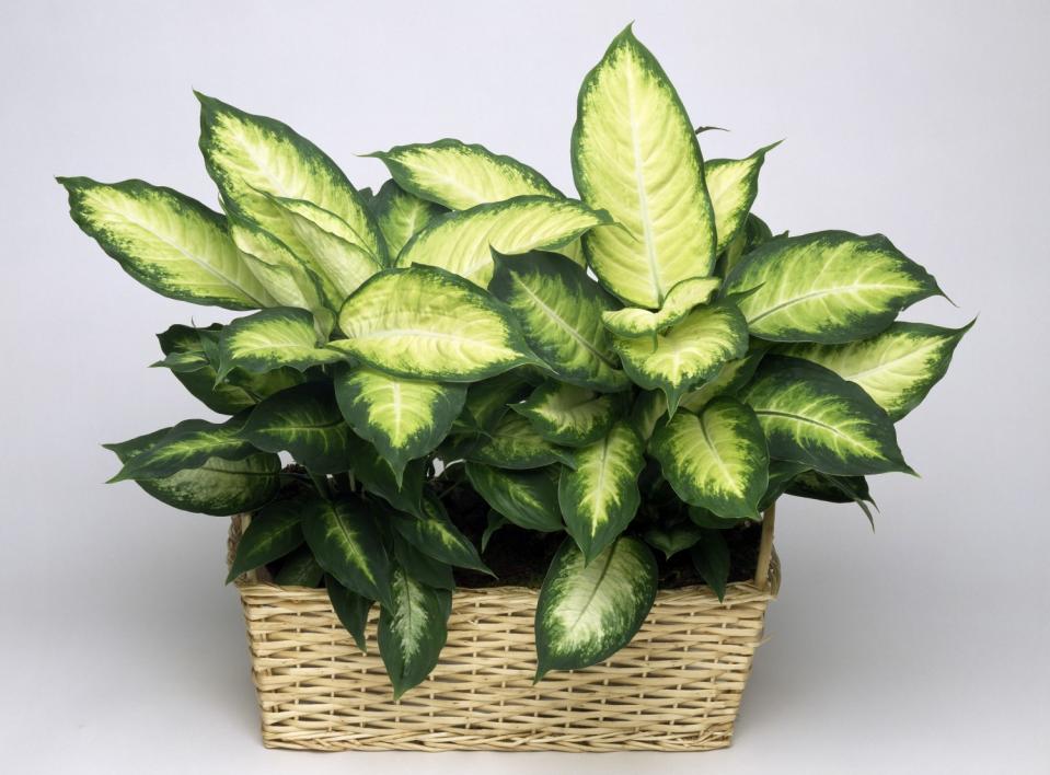 Dumb cane in a basket