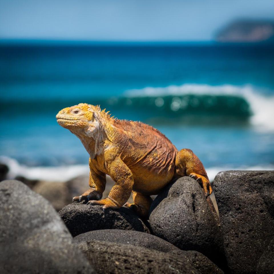 Galapagos Islands