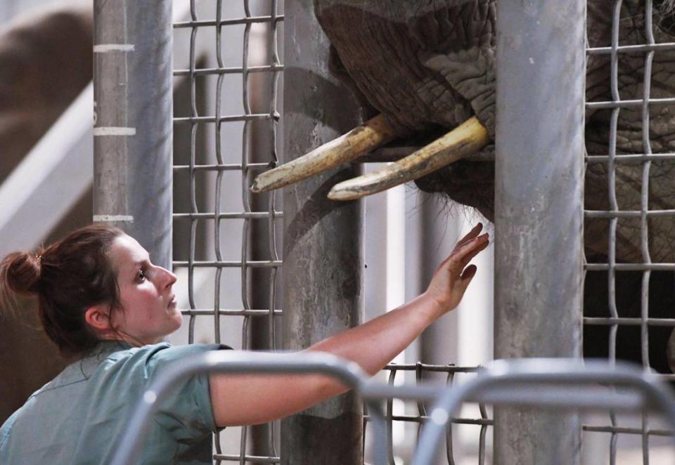 A Fresno Chaffee Zoo zookeeper reaches out to inspect the mouth of 13-year-old Amahle, an African savanna elephant, seen during a tour of the zoo Thursday, April 7, 2022 in Fresno.