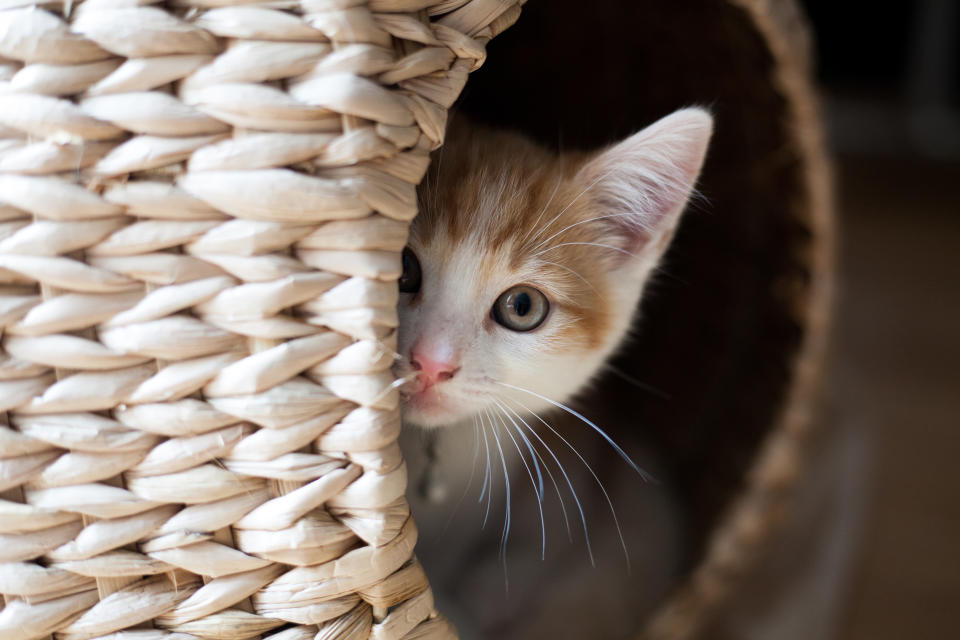 Strange sounds, smells and faces may scare your cat or dog. Help them to feel safe when in new environments or situations. (Photo: Getty Creative)