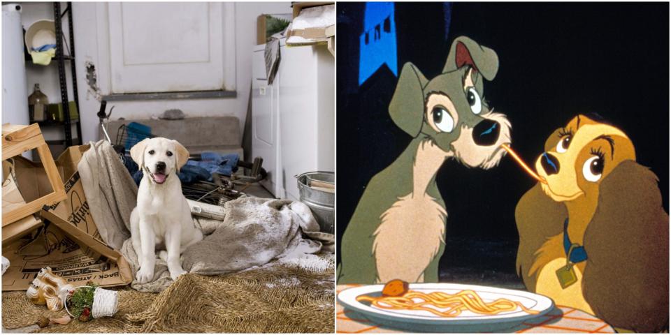 <p>Nothing makes a film more brilliant than an adorable dog as the main character or sidekick. Whether it's in classic cartoons or iconic musicals, dogs in films celebrate the incredible bond they have with humans. Many of the films in the <a href="https://www.countryliving.com/life/entertainment/g25217168/best-classic-kids-movies/" rel="nofollow noopener" target="_blank" data-ylk="slk:best classic kids movies;elm:context_link;itc:0;sec:content-canvas" class="link ">best classic kids movies</a> and <a href="https://www.countryliving.com/life/entertainment/g20956684/kids-movies-on-netflix/" rel="nofollow noopener" target="_blank" data-ylk="slk:best kids movies on Netflix;elm:context_link;itc:0;sec:content-canvas" class="link ">best kids movies on Netflix</a> feature a four-legged friend, and there could be endless debate on which ones are the best.</p><p>As dog lovers ourselves, here at <em>Country Living </em>have researched the most famous dogs in films of all time to add to your must-watch list. From <em>Marley and Me </em>to <em>Lady and The Tramp</em>, these famous pups quickly stole our hearts. Take a look at them below...</p>