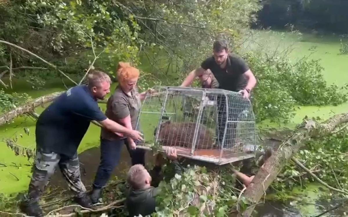 Escaped giant rodent caught after four days on the run