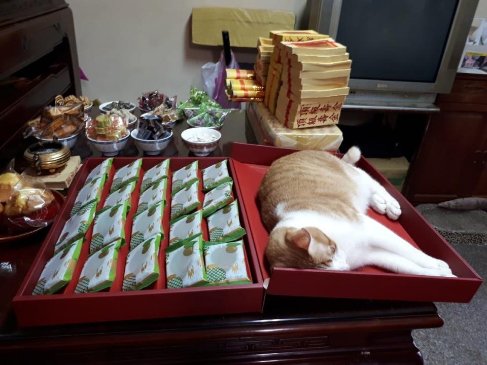 <p>網友詹小姐的媽媽日前拜拜時，橘白貓竟跳上桌當「大禮貓」（圖／網友詹小姐授權提供）</p>
