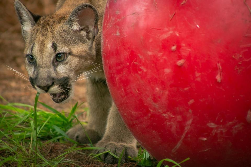 5-month-old Florida panthers arrive at Gatorland.