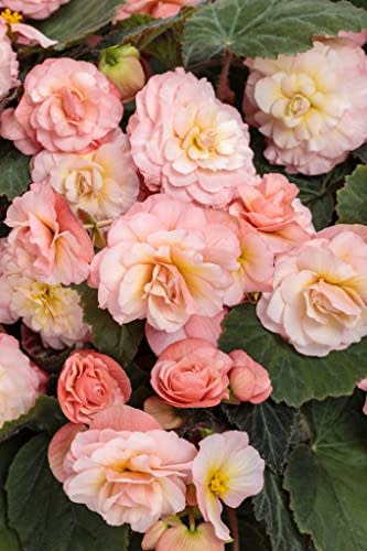 4.25 in. Eco+Grande, Double Delight Blush Rose (Begonia), Live Plant, Pink Flowers (4-Pack)