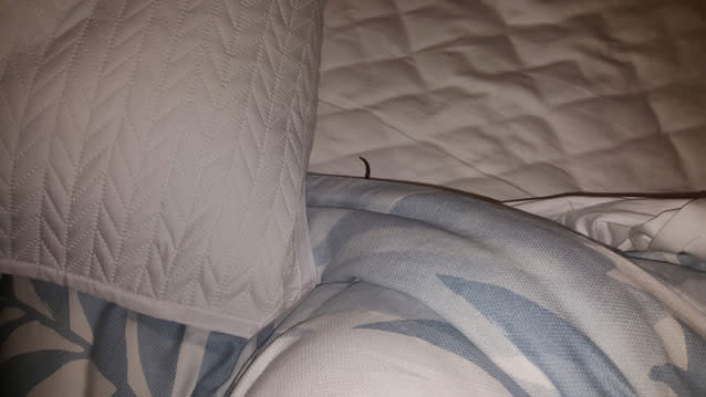 A teen has woken up to a snake slithering in her bed. Source: Facebook/ Snake Catcher Sunshine Coast