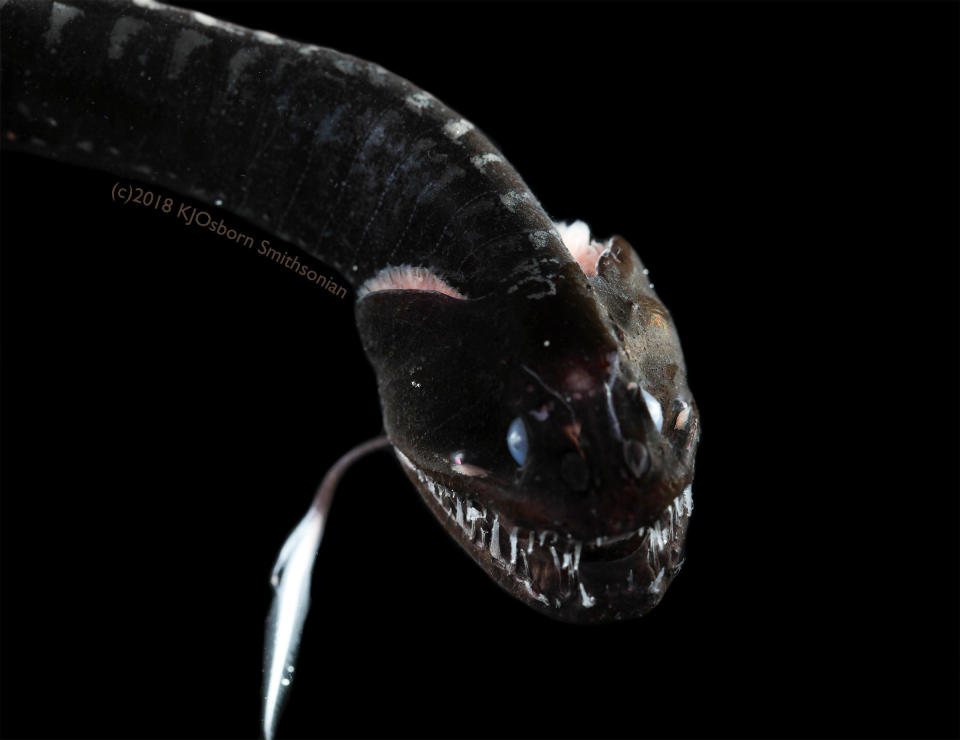 The ultra-black Pacific blackdragon (Idiacanthus antrostomus) is seen in this image released in Washington, July 16, 2020. / Credit: KAREN OSBORN/SMITHSONIAN