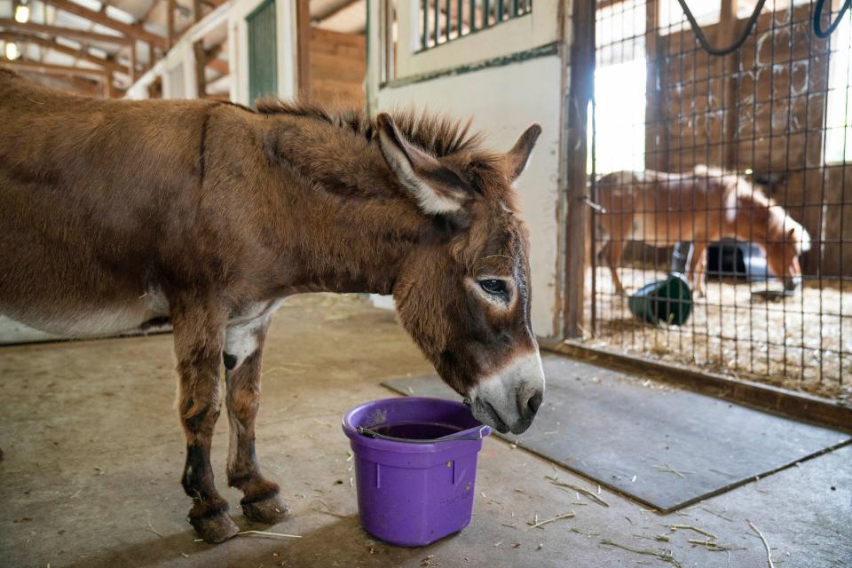 Duncan the donkey munches on some food in the stable at the Delmar Farm in Loxahatchee, Florida on June 10, 2022. 