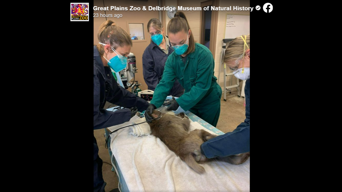 The bottle cap embedded in the monkey’s cheek could only be removed surgically, zoo officials said.