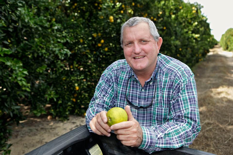 Marty McKenna, a Lake Wales-based grower and member of the Florida Citrus Commission, in a grove east of Lake Wales.  The Ledger/ Pierre DuCharme