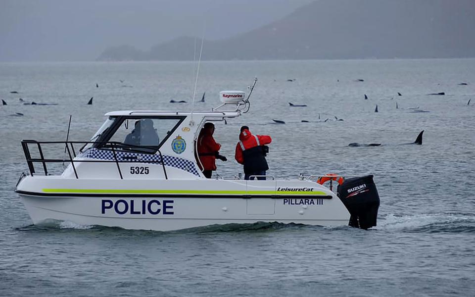 Rescuers are trying to help the whales escape the shallow water - GETTY IMAGES