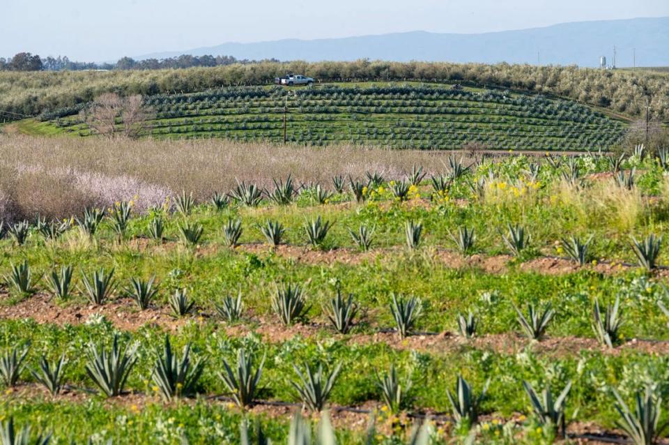 Un campo de agave crece entre almendros en la granja de Joe y Mary Muller en Woodland el mes pasado. Las plantas tardan entre seis y ocho años en estar listas para la cosecha.