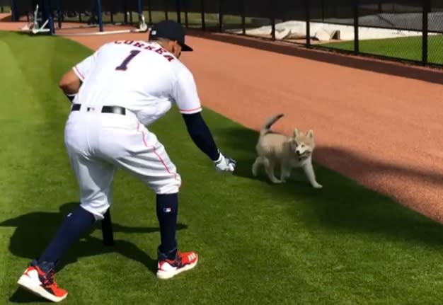 Carlos Correa hits a grounder to his dog Groot. (Instagram/@teamcjcorrea)