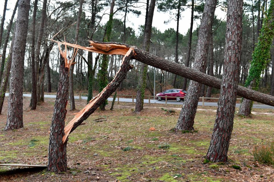 A car drives past a broken pine tree in the basin city of Andernos, near Bordeaux, south-western France, after Storm Fabien. (Reuters)