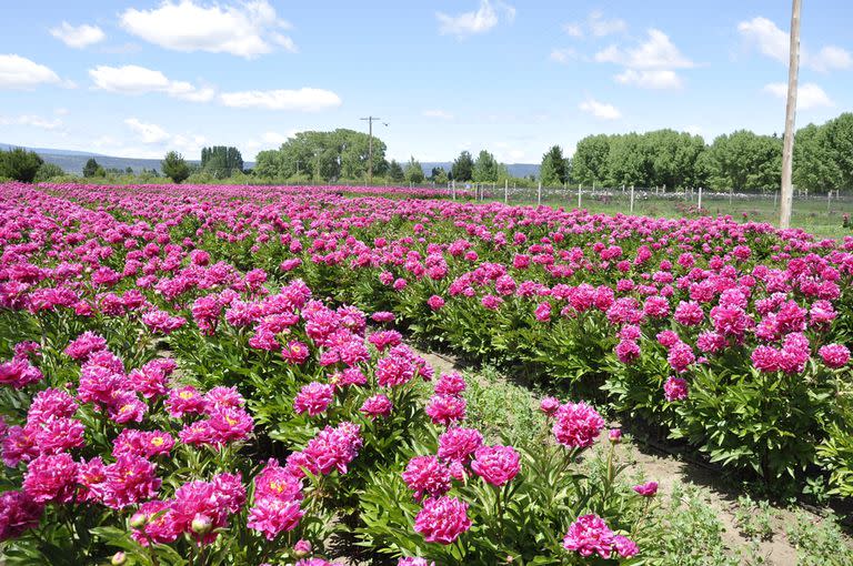 Plantaciones de peonías