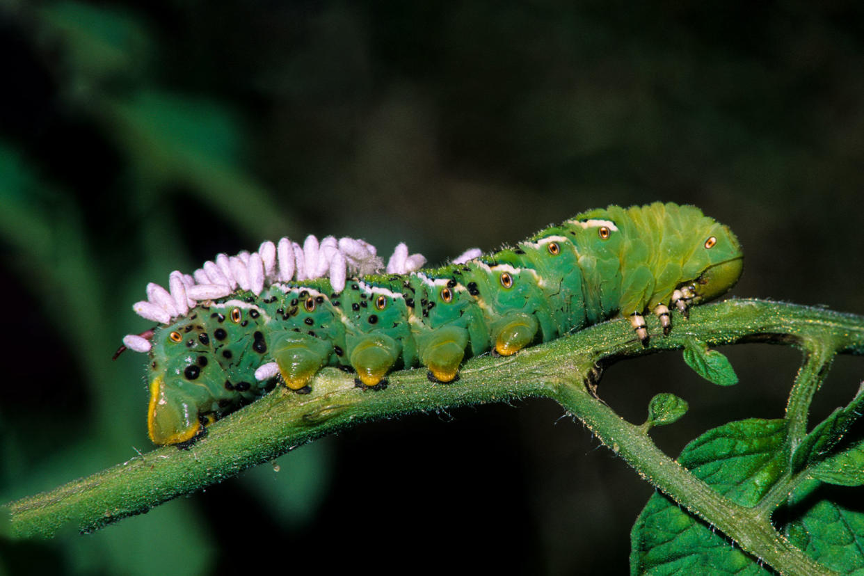 Tobacco hornworm caterpillar with wasp pupae on back Getty Images/Ed Reschke