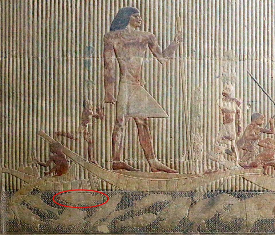En este bajorelieve de la tumba de Ti de Saqqara, un alto dignatario de la Dinastía V, aparece representado un bagre eléctrico del Nilo (<em>Malapterurus electricus</em>; en el círculo rojo) Sailko/Wikimedia Commons