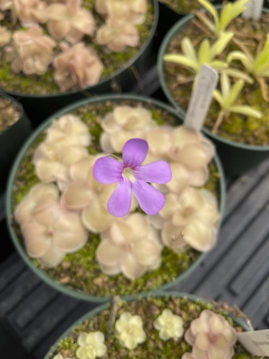 This undated image provided by California Carnivores shows a butterwort (Pinguicula cyclosecta) plant in bloom. (California Carnivores via AP)