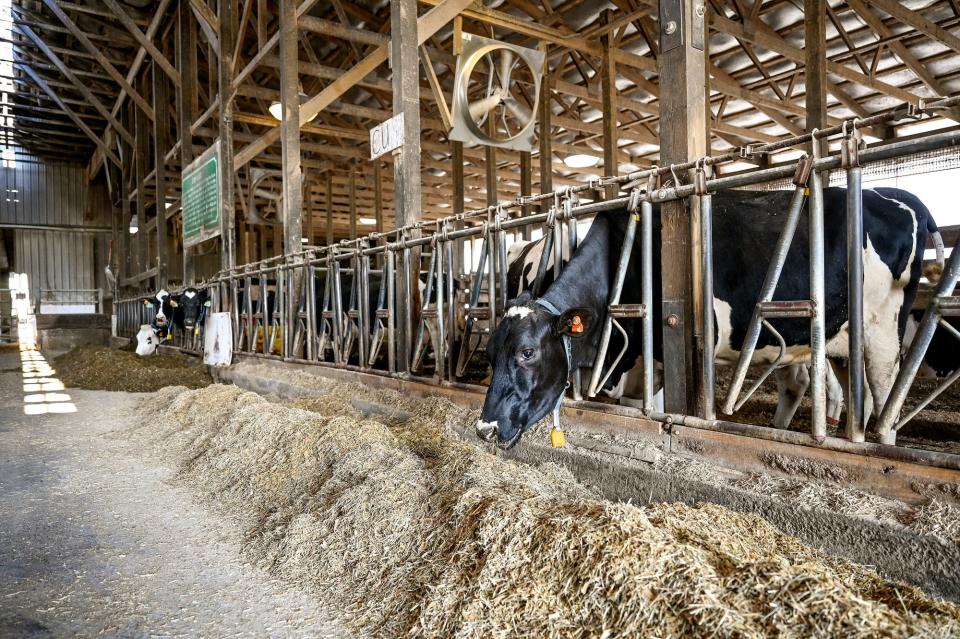 A cow eats silage at the freestalls in a barn on Friday, July 15, 2022, at the MSU Dairy Cattle Teaching & Research Center in East Lansing. Only one side of the barn can be used because of holes in the flooring on the other side.