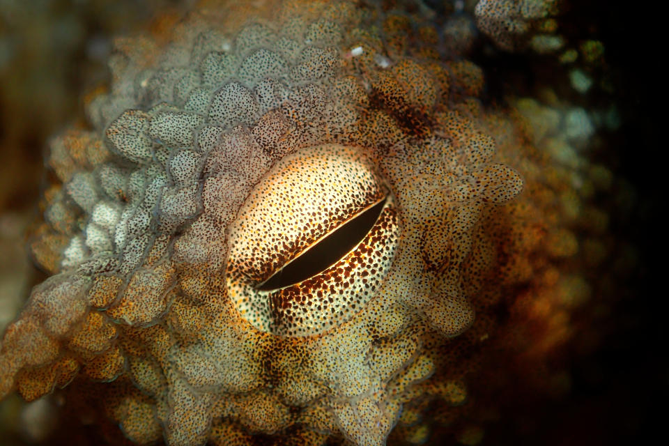 Close-up photo of an octopus eye. (Craig Foster / Copyright The Sea Change Project)