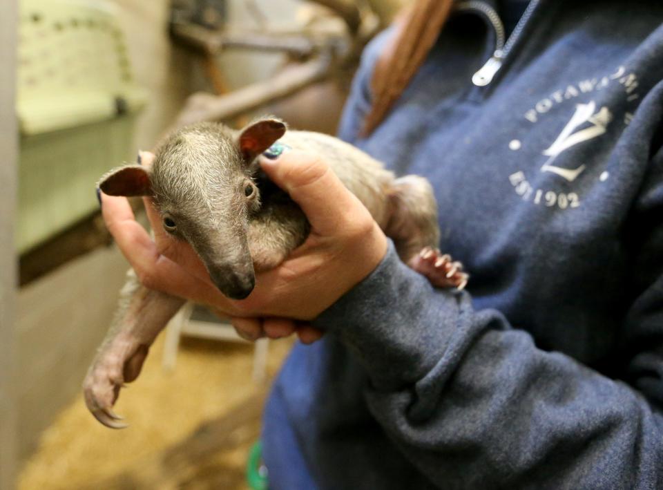 Jami Richard, curator of animals, holds the new southern tamandua Wednesday, Nov. 30, 2022, at Potawatomi Zoo in South Bend. The newborn is the offspring of Olive and Franklin, tamanduas that are a genus of anteaters.