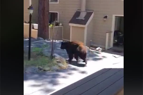 El desconcertado oso huyó del lugar tras el regaño. Foto: facebook.com/BrittanyRChristensen