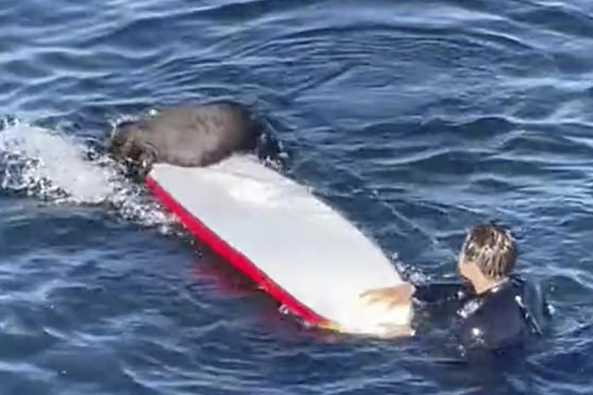 #The sea otter harassing surfers off the California coast eludes capture as her fan club grows