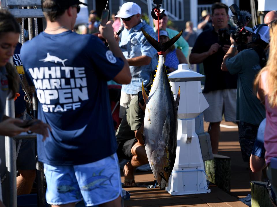 The first fish is brought in at the White Marlin Open Monday, Aug. 7, 2023, in Ocean City, Maryland. The 52 pound tuna was brought in by Phenom 37 and caught by Richie Rogers.