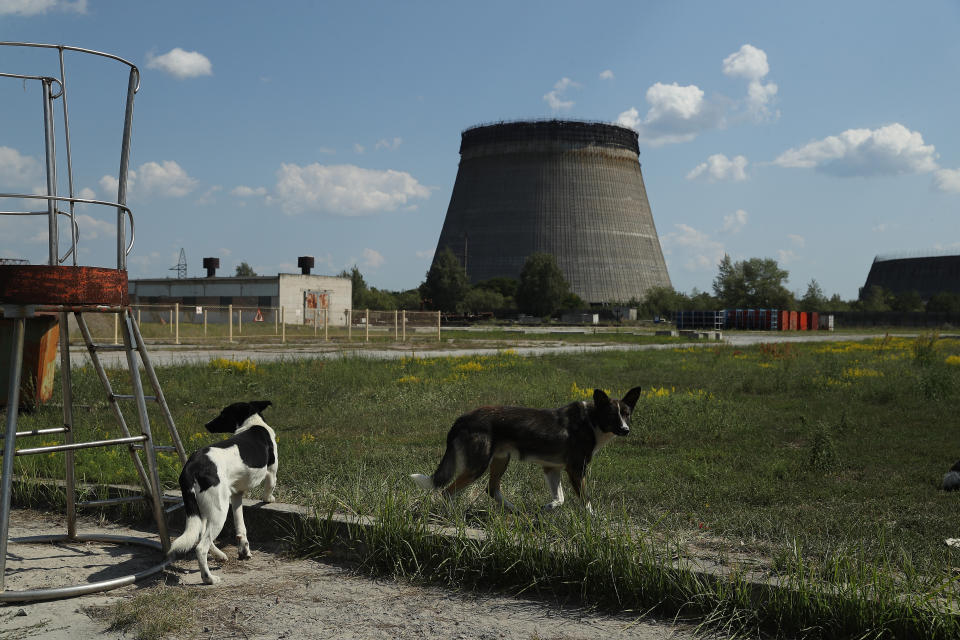 CHORNOBYL, UKRAINE - AUGUST 18:  Stray dogs hang out near an abandoned, partially-completed cooling tower at the Chernobyl nuclear power plant on August 18, 2017 near Chornobyl, Ukraine. An estimated 900 stray dogs live in the exclusion zone, many of them likely the descendants of dogs left behind following the mass evacuation of residents in the aftermath of the 1986 nuclear disaster at Chernobyl. Volunteers, including veterinarians and radiation experts from around the world, are participating in an initiative called The Dogs of Chernobyl, launched by the non-profit Clean Futures Fund. Participants capture the dogs, study their radiation exposure, vaccinate them against parasites and diseases including rabies, tag the dogs and release them again into the exclusion zone. Some dogs are also being outfitted with special collars equipped with radiation sensors and GPS receivers in order to map radiation levels across the zone.  (Photo by Sean Gallup/Getty Images)