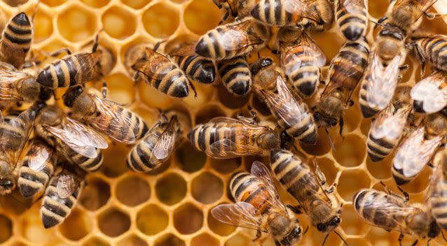 The study showed bee stings kill almost as many people as snakes and end in twice as many hospital trips. Photo: Getty