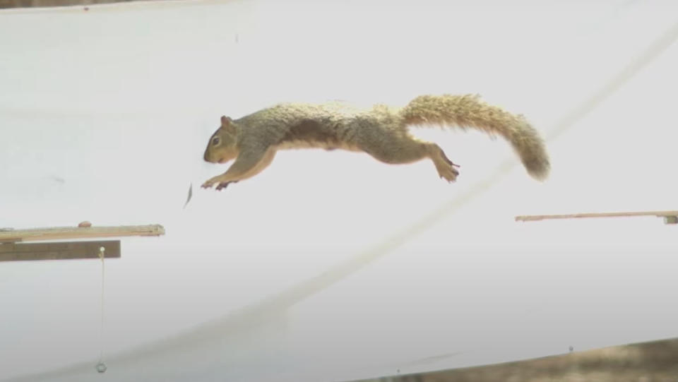 A squirrel jumping from one wood plank to another in front of a white sheet.