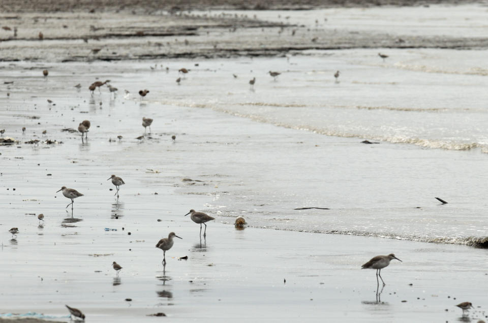 In this photo taken Oct. 18, 2012, shorebirds look to feed near a mangrove forest that hugs the coastline of Panama City. A multi-year boom in Central America’s fastest-growing economy has unleashed a wave of development along the Bay of Panama. Environmentalists warn that the construction threatens one of the world’s richest ecosystems and the habitat for as many as 2 million North American shorebirds. (AP Photo/Arnulfo Franco)
