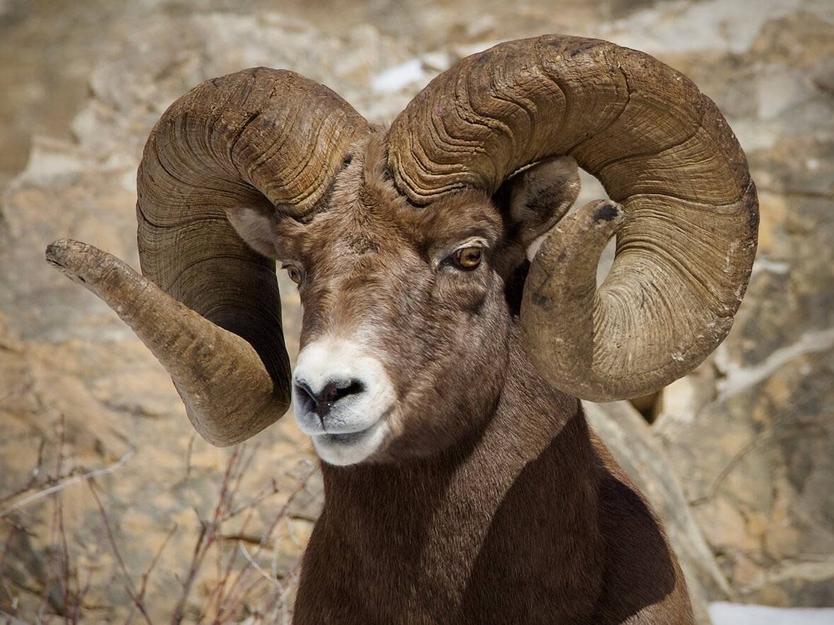 This ram, known as the King of Waterton, was well known to nature photographers in the area. He died last May. (John Krampl - image credit)