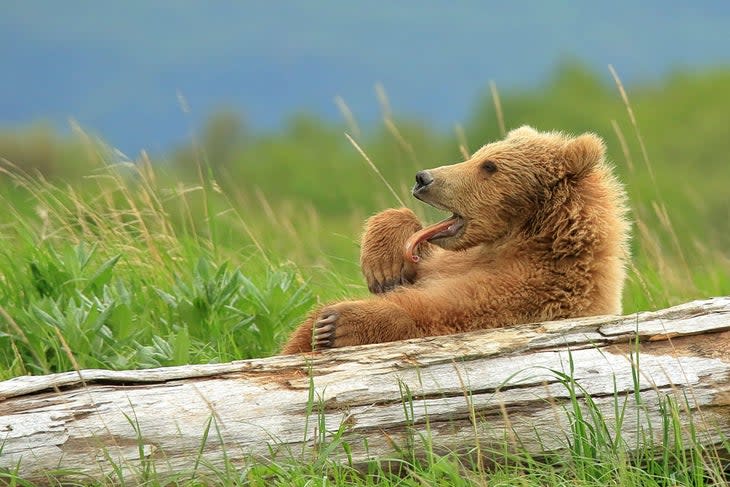 Tired Young Bear, Katmai National Park