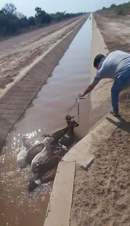 Los animales bajan al curso de agua, pero no tienen manera de salir por sus propios medios