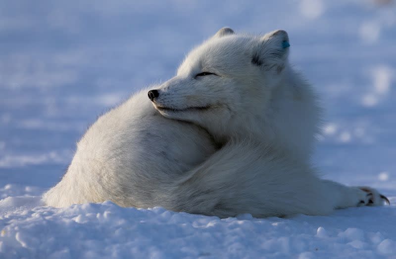 The Wider Image: Norway gives Arctic foxes a helping hand amid climate woes