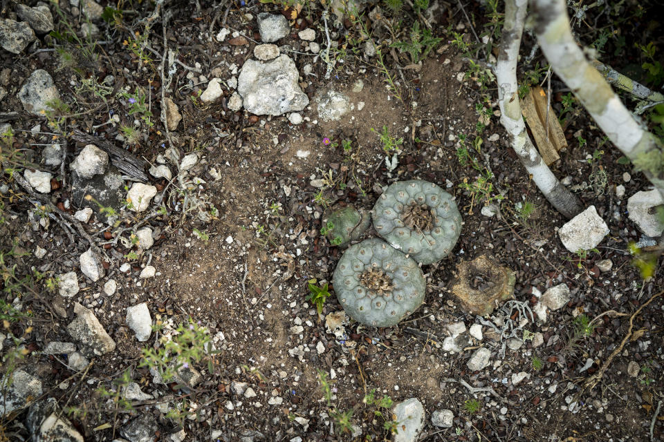 Proteger el Wirikuta es cuidar el peyote, la planta mágica que da el don de 