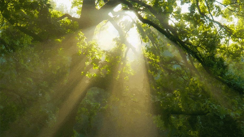 sunlight in trees nature