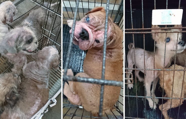 Discover the Charm of Pasir Ris Dog Farm in Singapore