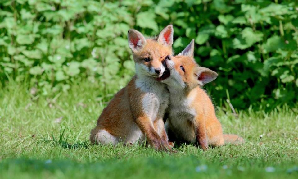 Two red fox cubs at play in southern England.