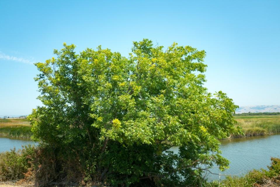 Large tree at Coyote Hills Regional Park, an East Bay Regional Park in Fremont via Getty Images