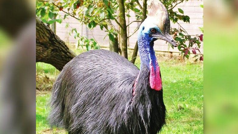 A close-up of a full-sized cassowary standing at about two metres high. It has a blue head and a pink wattle, and black feathers. 