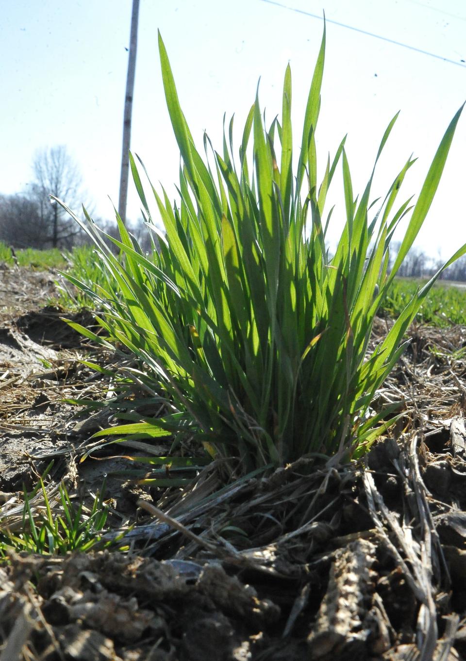 Jessica Eikleberry of the Agriculture Success Team would like to see an agricultural land bank to regulate the ownership of farmland.