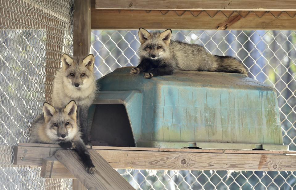 A trio of rescued foxes hangs out on top of an elevated shelter Thursday inside one of the enclosures built for the rescued animals at The Ark Wildlife Care and Sanctuary in Hilliard. The Nassau County sanctuary has taken about 40 foxes since December from SaveAFox in Minnesota. They were captive-born red foxes in fur farms and bred for genetic variations giving them a wide range of fur colors. Jonathan and Mendy Howard operate the nonprofit and have built extensive enclosures for the animals, with at least 10 more foxes heading their way.