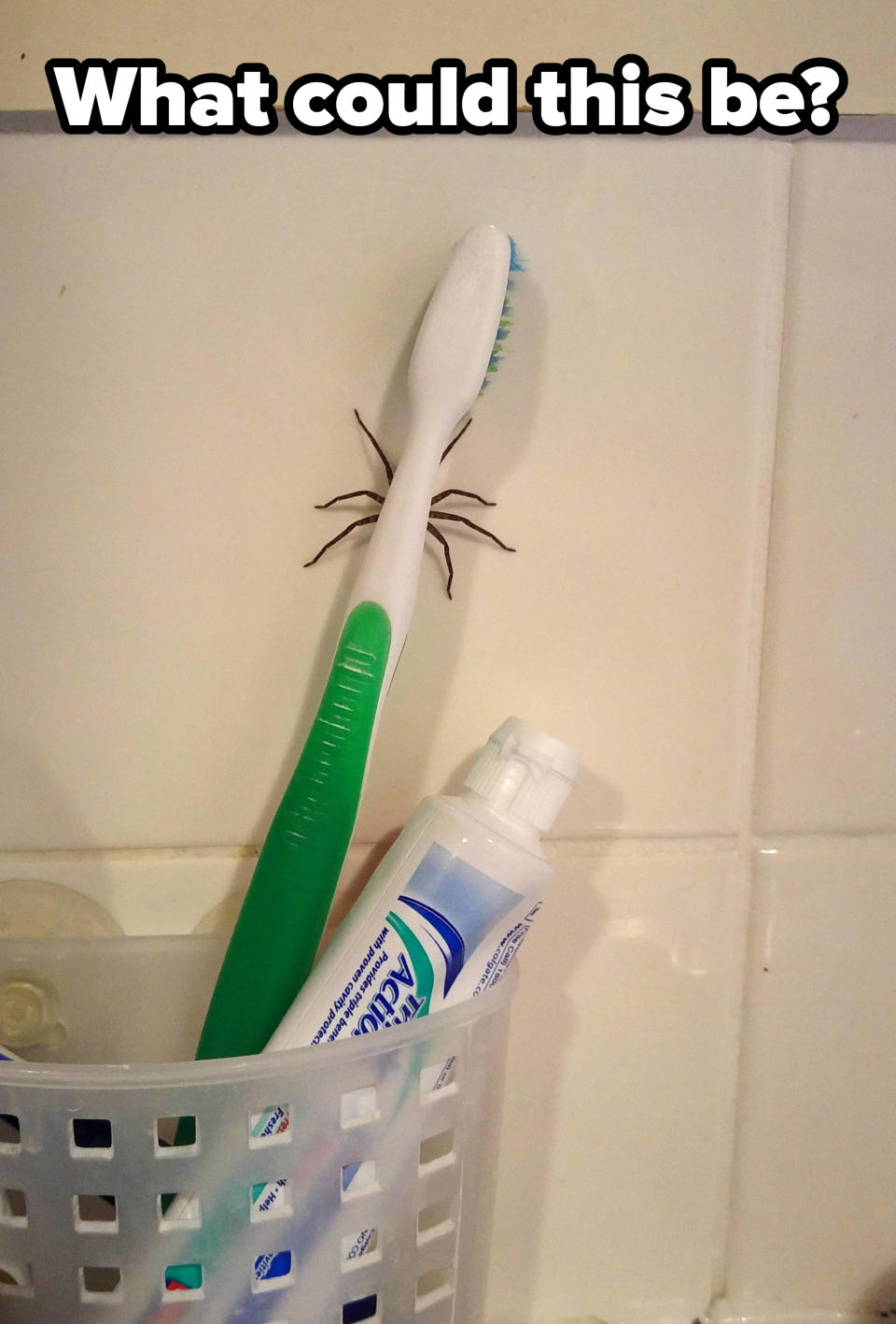 A spider hiding behind a toothbrush